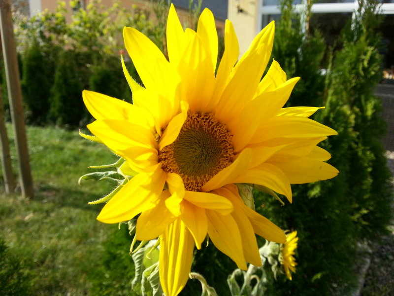 Sonnenblume